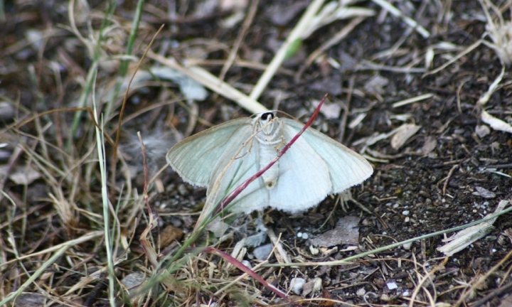 lithostege farinata?